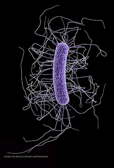 Most cases of C. difficile occur in patients on antibiotics. A study using 2011 dataâ€”the largest to date on the topicâ€”found that the bug caused nearly half a million infections in the U.S. that year and directly caused some 15,000 deaths. 