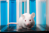 Protein shown to suppress breast cancer growth in mice - Photo: ©iStock/dra_schwartz