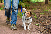 Dog ownership linked to physical exercise in older adults