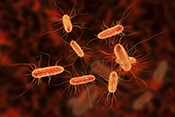 New drug-resistant form of E. coli rapidly spreading - Photo: ©iStock/Dr_Microbe