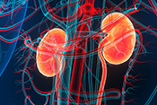 Hormone linked to heart failure may predict kidney disease risk