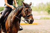 Horse riding program could benefit Veterans with PTSD