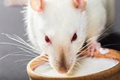 Mouse study explores benefits of calorie restriction