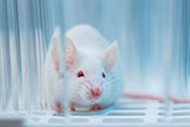 Mouse study questions whether tau protein leads to brain degeneration after TBI  - Photo: ©iStock/D-Keine