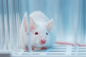 Mouse study: Potential stroke treatment only effective in males