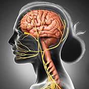 Nerve stimulation may improve cognitive performance - Illustration: ©iStock/sankalpmaya