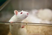 Rat study: Brain injury can cause PTSD without psychological stressors - Photo: ©iStock/fotografixx