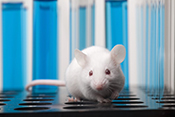 Stem cells accelerate diabetic wound healing in mouse model