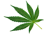 Cannabis use disorder linked to self-injury - Photo: ©iStock/digihelion