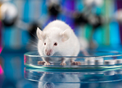 It's not a rat's race for human stem cells grafted to repair spinal cord injuries