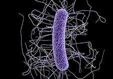 New clinical trial looks at home use of fecal transplants to prevent <em>C. difficile </em>