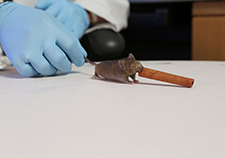 In mouse experiments, Dr. Kalipada Pahan's lab has been studying the effects of cinnamon on learning and brain plasticity. <em>(Photo by Jerry Daliege)</em> 