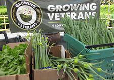 Down on the farm: working to end Veteran isolation