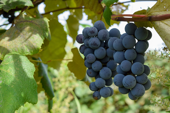Concord grape juice has gained interest as a therapy due to its high concentration of polyphenols, molecules that have an antioxidant effect in the body. Studies have shown that some polyphenols in grape juice can potentially have a benefit in the brain. (Photo: @iStock/Keller)