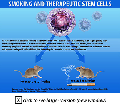 Smoking and Therapeutic Stem Cells
