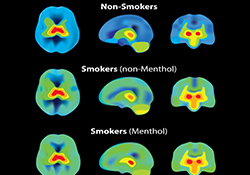  As shown in this lab graphic, smokers' brains—especially those who use menthol cigarettes—have more nicotine receptors, which makes cravings stronger. 